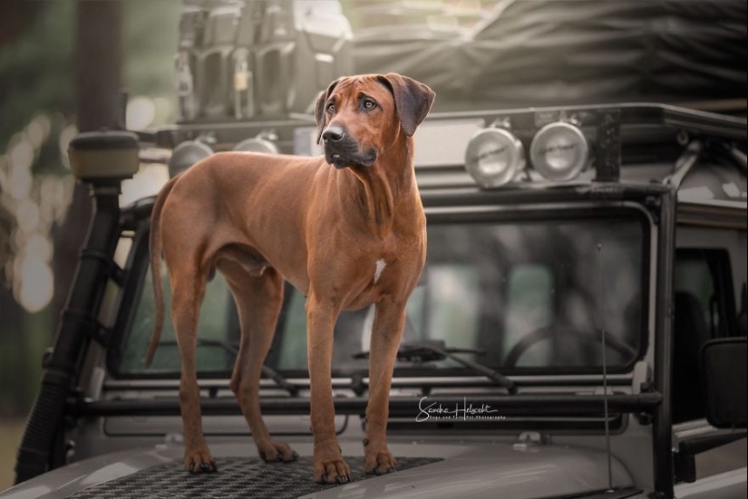 The perfect combination: dogs and vintage cars