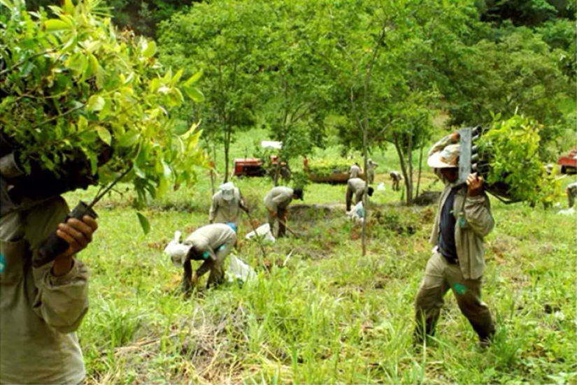 The photographer and his wife for 20 years has planted 2 million trees and regenerated the destroyed forest