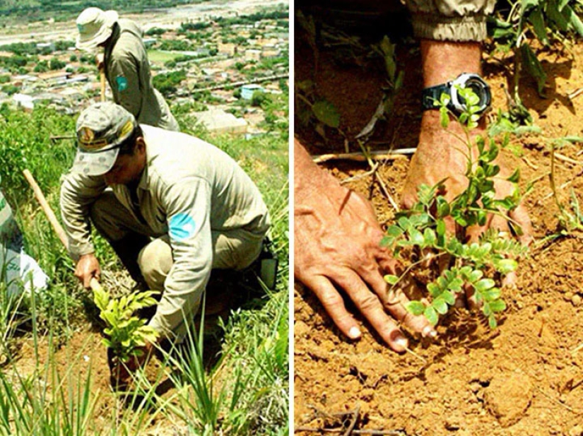 The photographer and his wife for 20 years has planted 2 million trees and regenerated the destroyed forest