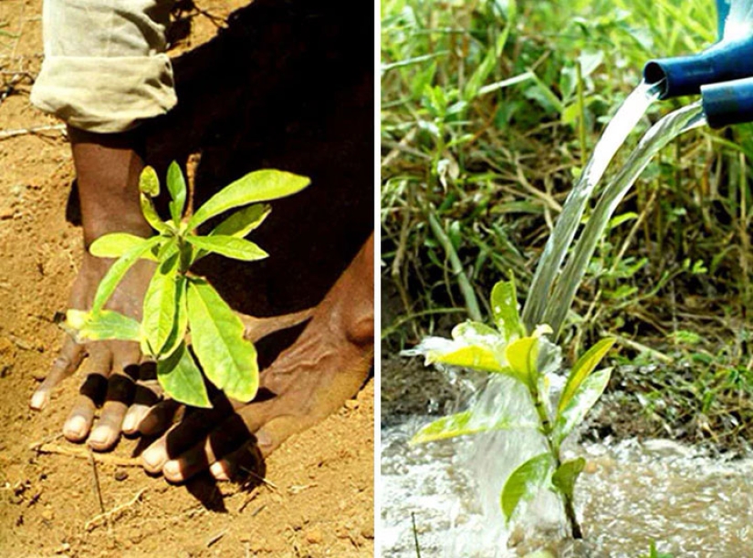 The photographer and his wife for 20 years has planted 2 million trees and regenerated the destroyed forest