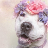 The Power of colors: the reverse side of Pit bulls