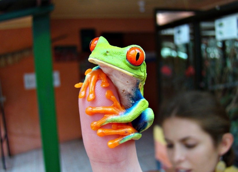 The red-eyed tree frog is an absolutely cartoonish frog.