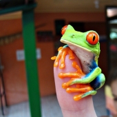 The red-eyed tree frog is an absolutely cartoonish frog.