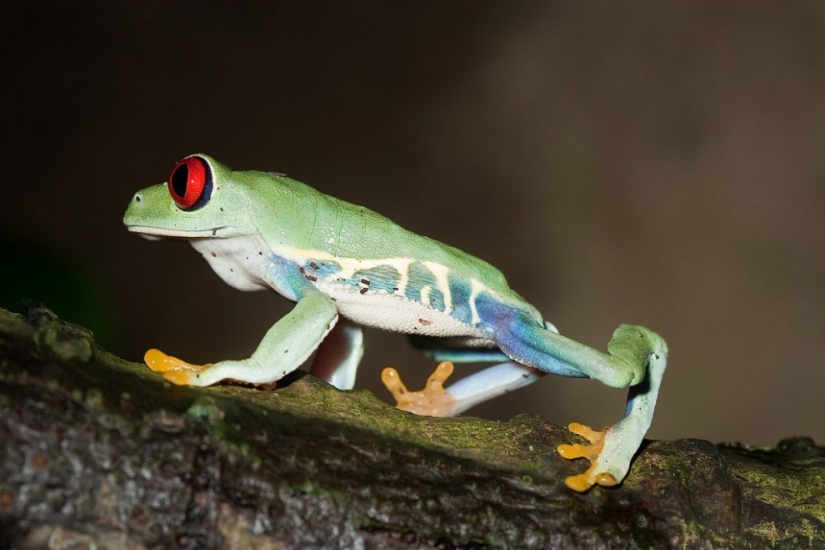 The red-eyed tree frog is an absolutely cartoonish frog.