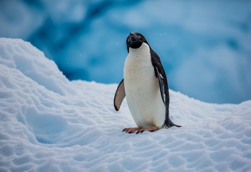 The "refrigerator" of the Earth. Incredible facts about the mysterious and harsh Antarctica