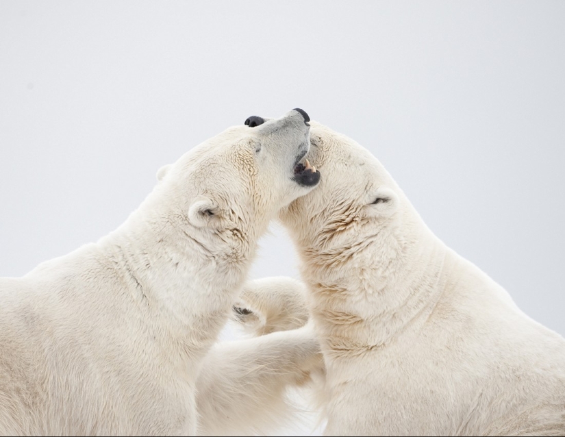 The "refrigerator" of the Earth. Incredible facts about the mysterious and harsh Antarctica