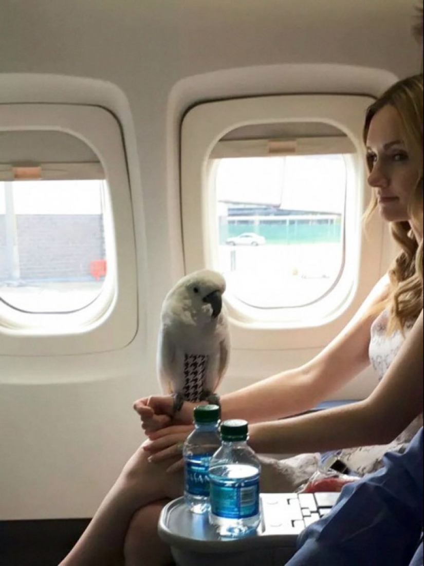 The scariest plane companions you can imagine