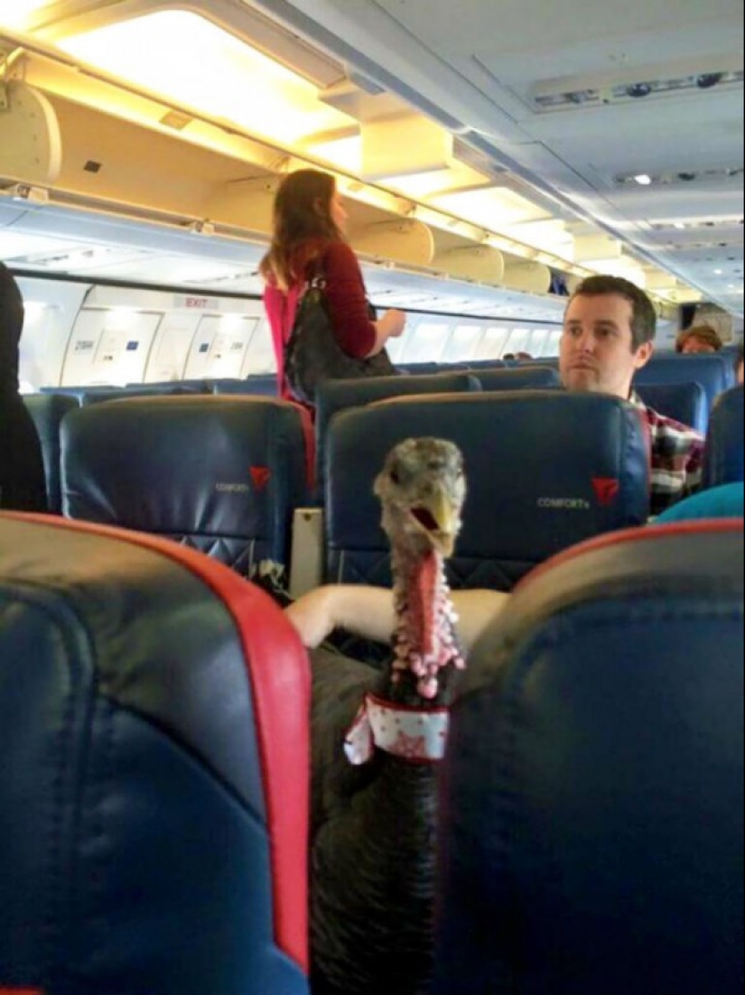 The scariest plane companions you can imagine