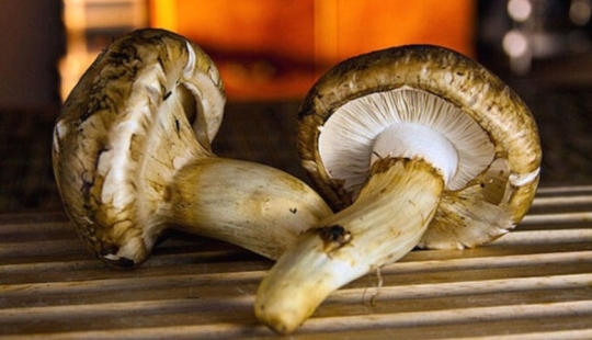 The secret of precious matsutake mushrooms
