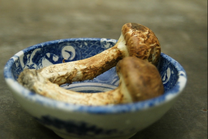 The secret of precious matsutake mushrooms