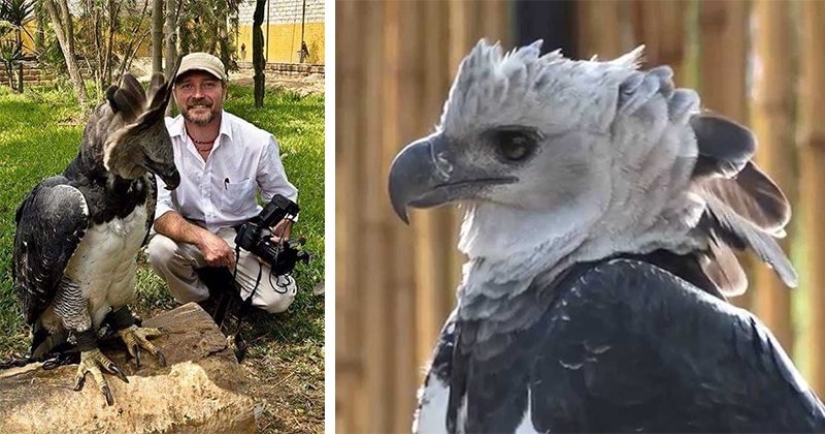 The South American harpy — a bird, the existence of which is hard to believe