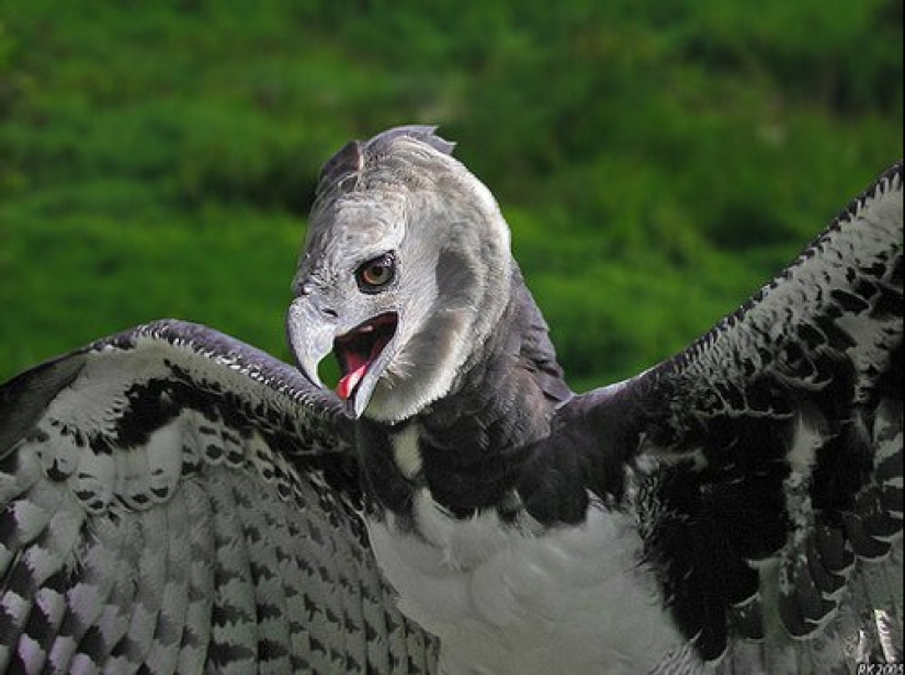 The South American harpy — a bird, the existence of which is hard to believe