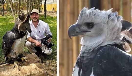 The South American harpy — a bird, the existence of which is hard to believe