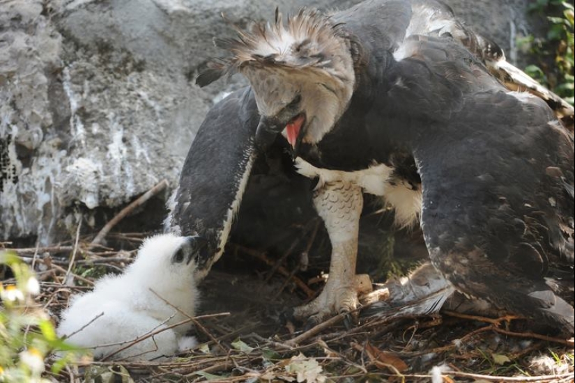 The South American harpy — a bird, the existence of which is hard to believe