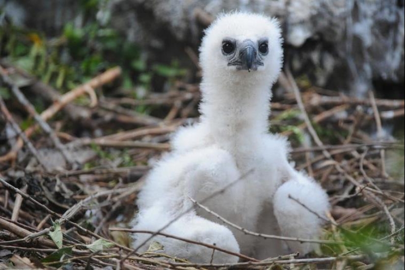 The South American harpy — a bird, the existence of which is hard to believe