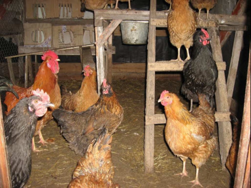 The story of a Portuguese "chicken girl" who grew up in a poultry house