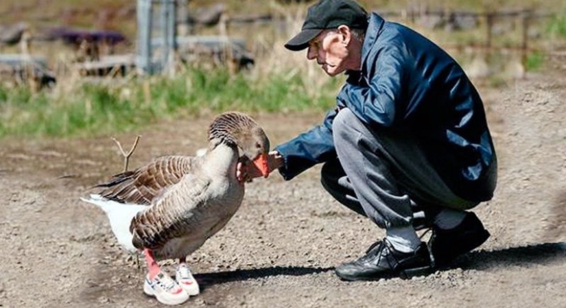 The story of Andy - a gray goose in children&#39;s sneakers