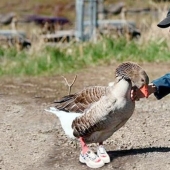 The story of Andy - a gray goose in children&#39;s sneakers