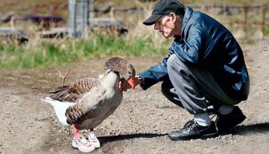 The story of Andy - a gray goose in children&#39;s sneakers