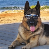 The story of Gunther IV, the richest dog on the planet