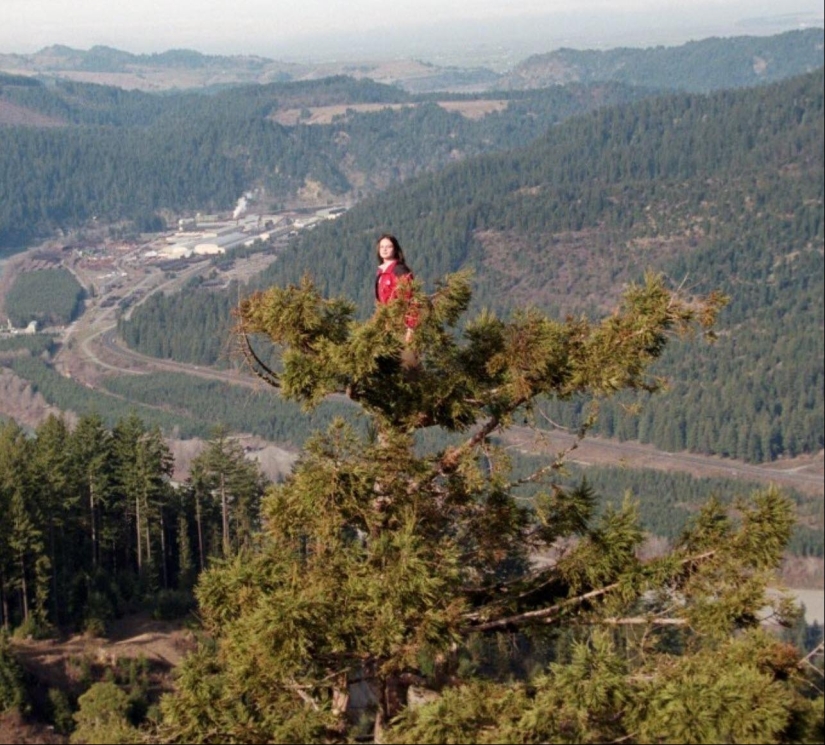 The story of Julia &quot;Butterfly&quot;, a girl who lived in a tree for 2 years