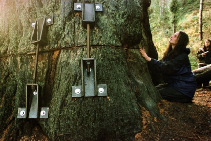 The story of Julia &quot;Butterfly&quot;, a girl who lived in a tree for 2 years