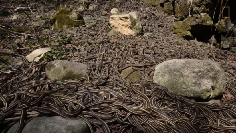 The story of the brave Katherine Sloterback, who killed 140 rattlesnakes and made a dress out of them