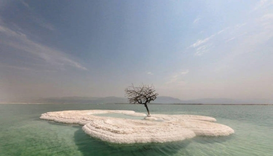 The Tree of Life: the secret of a lonely plant in the middle of the Dead Sea