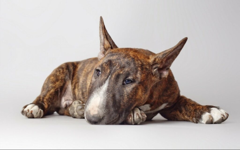 The truth and myths about bull Terriers — the most demonized dogs in the world