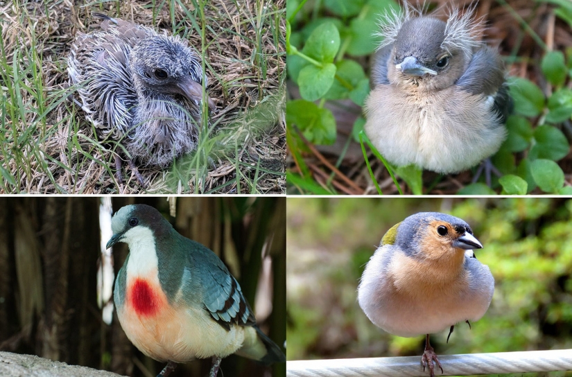 The Ugly Duckling and his 40 friends: what do the chicks of famous (and not so) birds look like