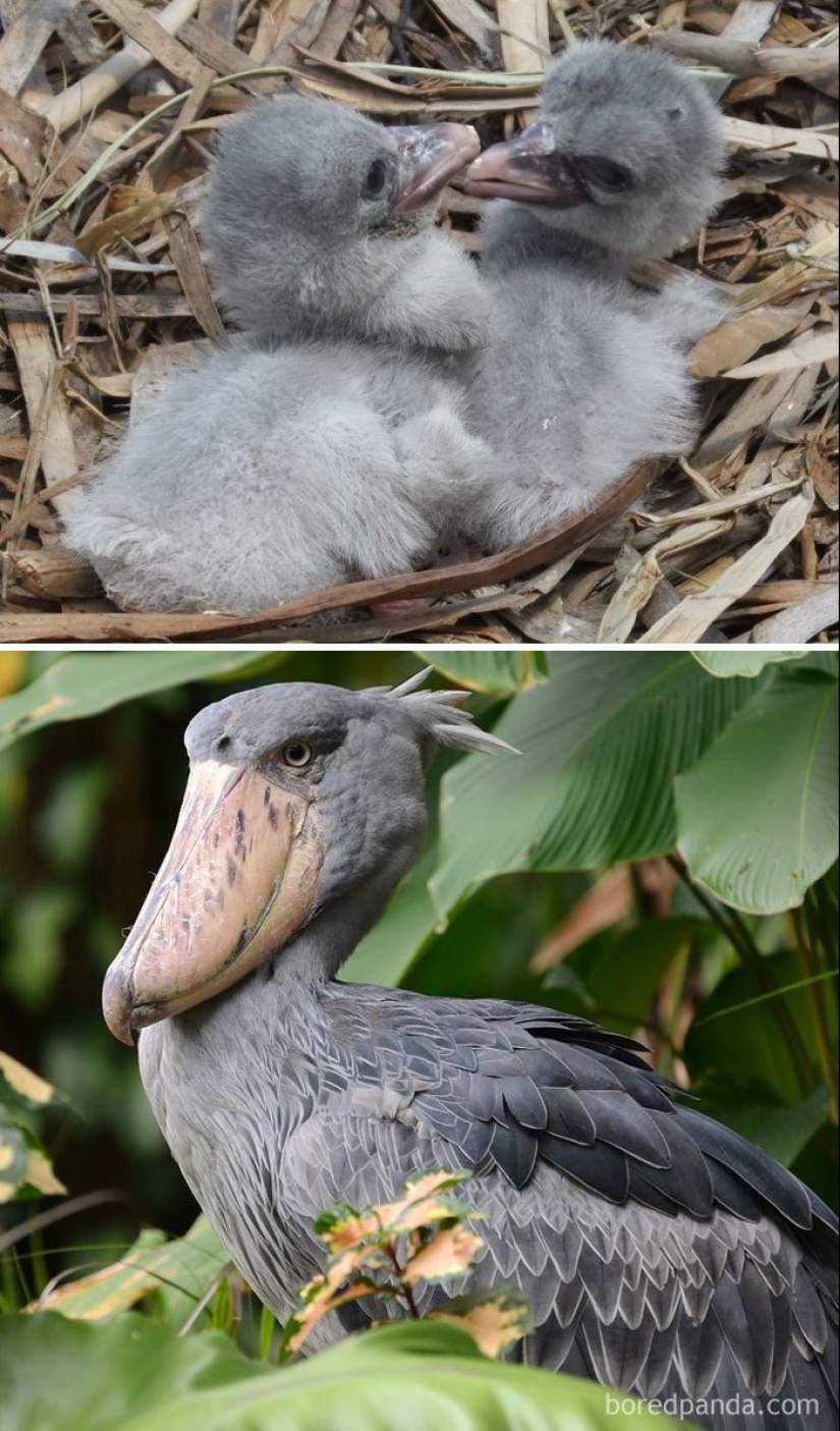 The Ugly Duckling and his 40 friends: what do the chicks of famous (and not so) birds look like