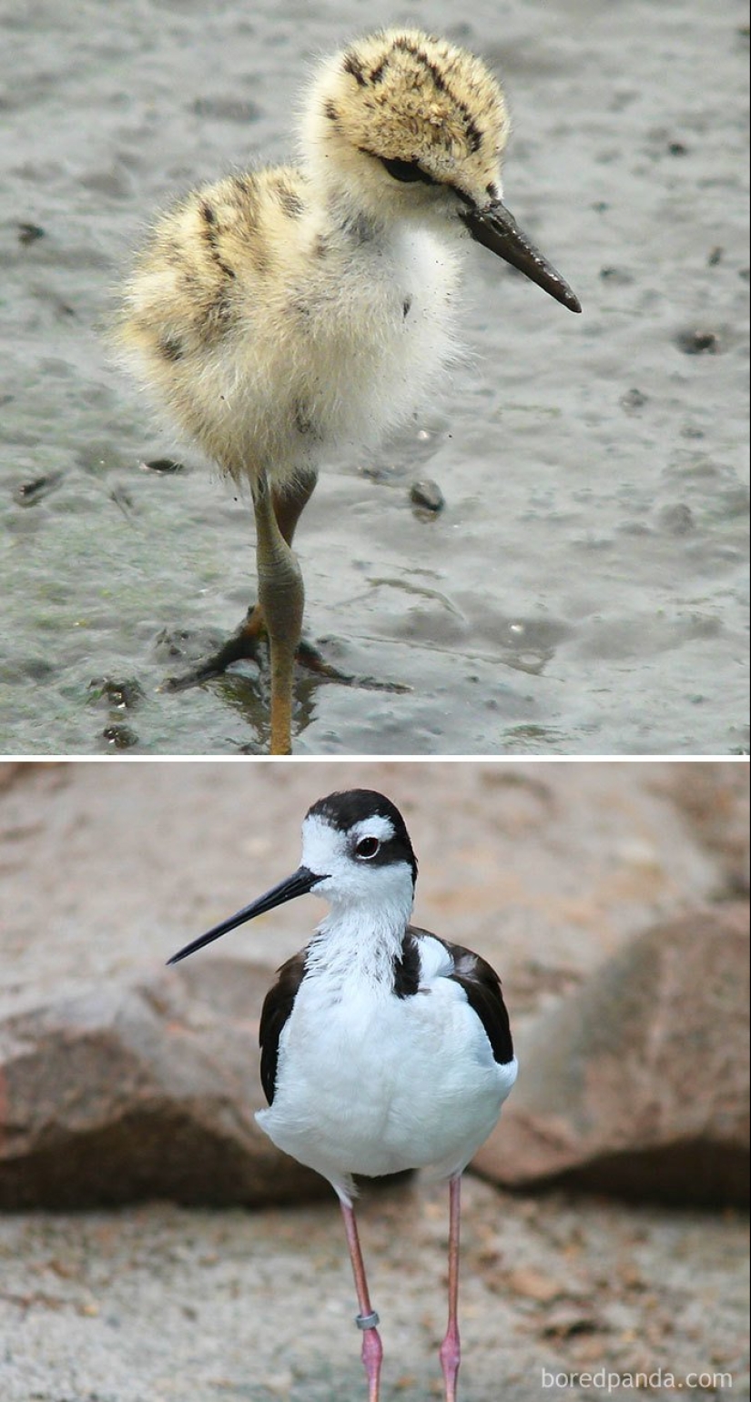 The Ugly Duckling and his 40 friends: what do the chicks of famous (and not so) birds look like