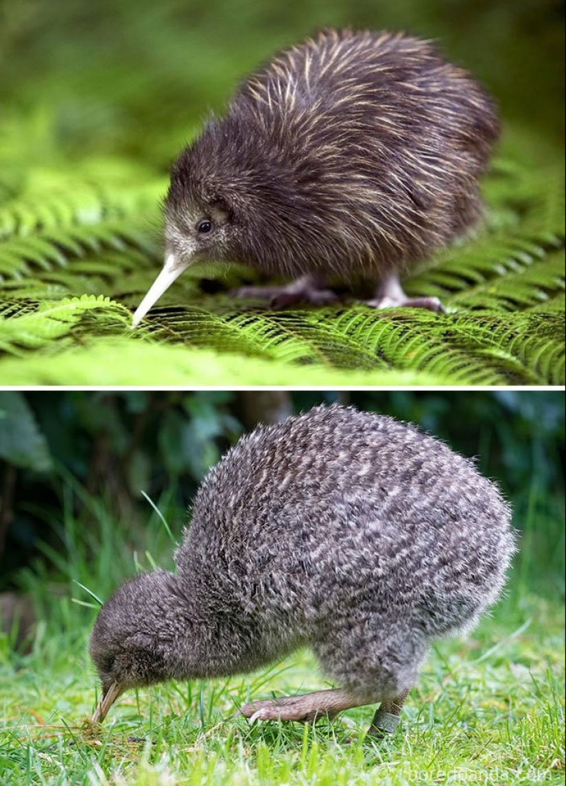 The Ugly Duckling and his 40 friends: what do the chicks of famous (and not so) birds look like