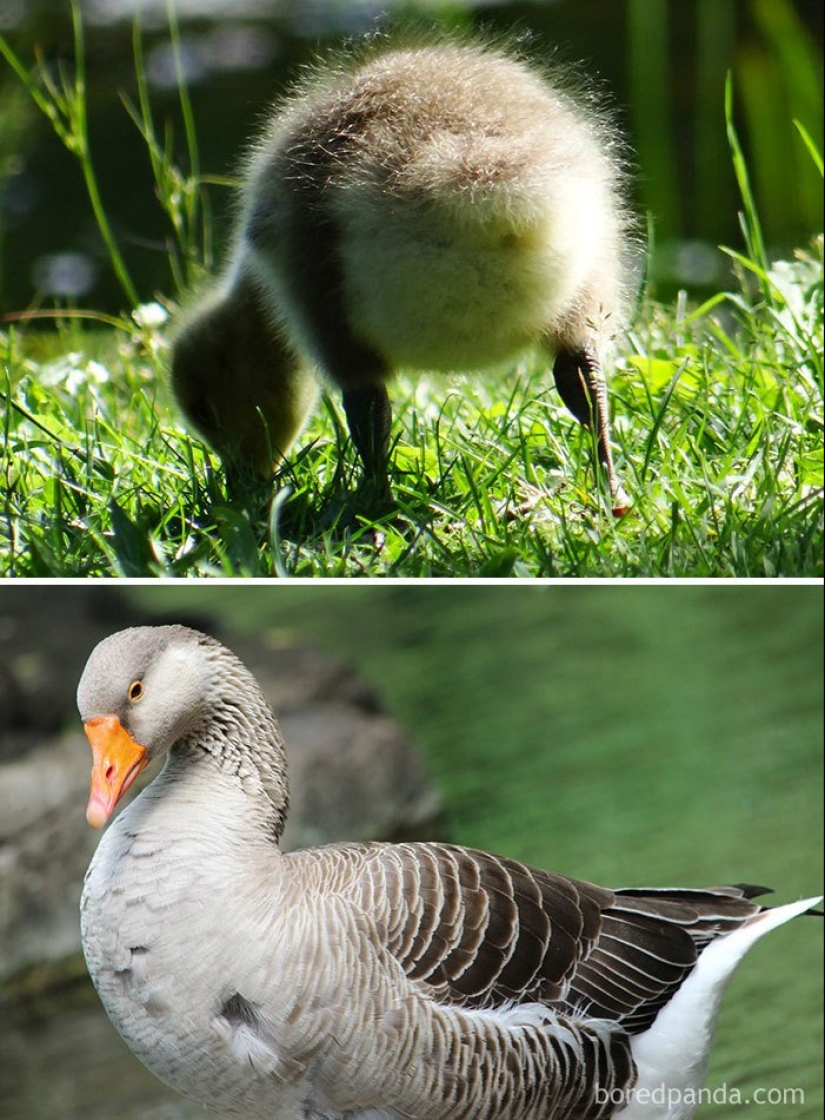 The Ugly Duckling and his 40 friends: what do the chicks of famous (and not so) birds look like