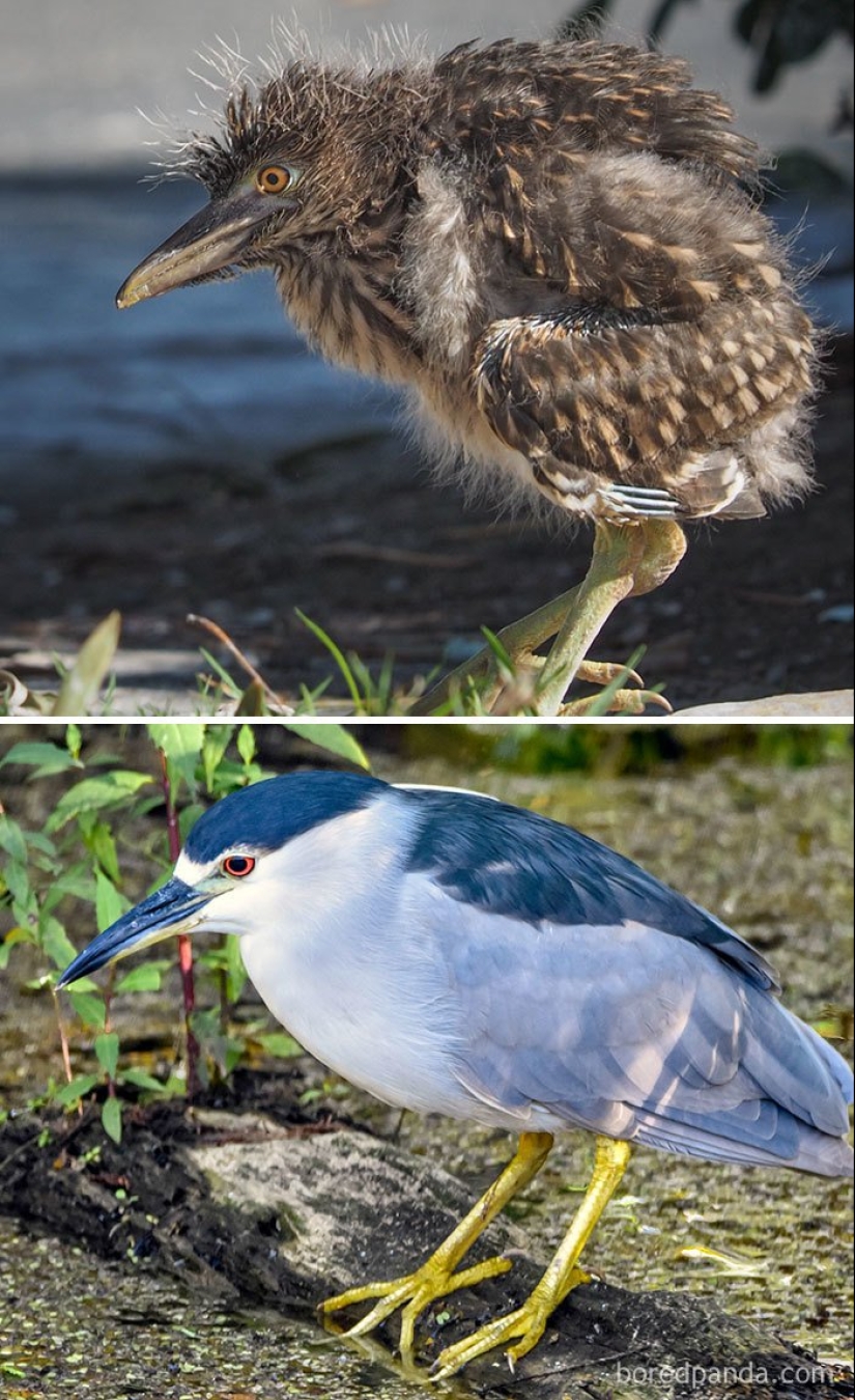 The Ugly Duckling and his 40 friends: what do the chicks of famous (and not so) birds look like