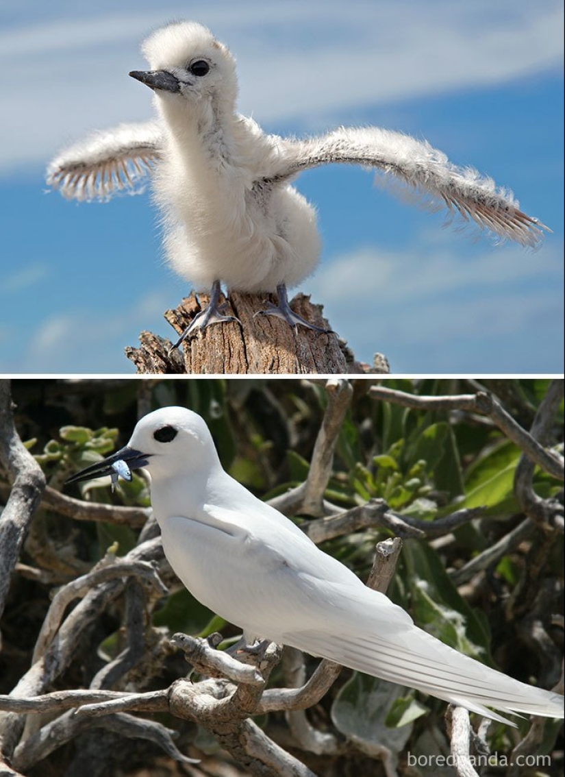 The Ugly Duckling and his 40 friends: what do the chicks of famous (and not so) birds look like