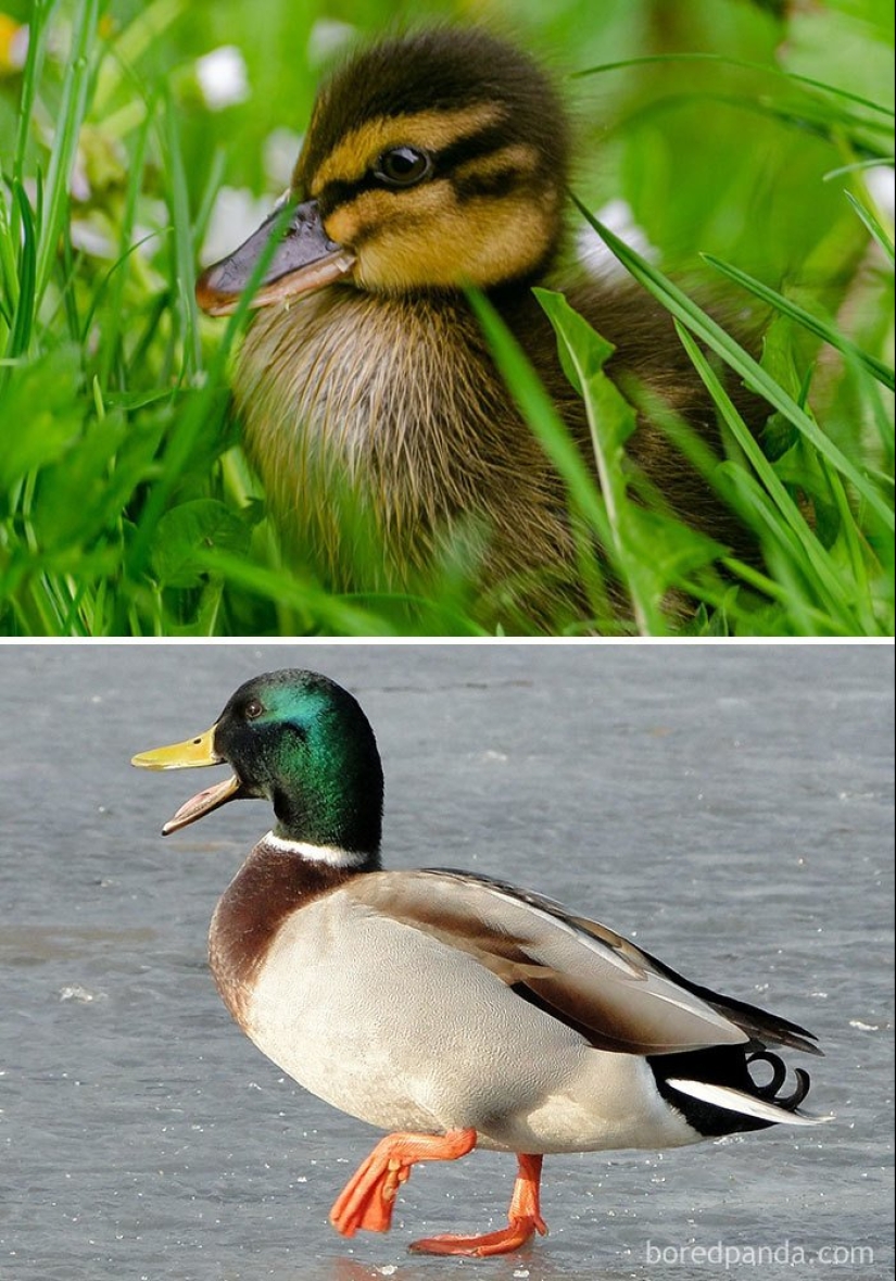 The Ugly Duckling and his 40 friends: what do the chicks of famous (and not so) birds look like