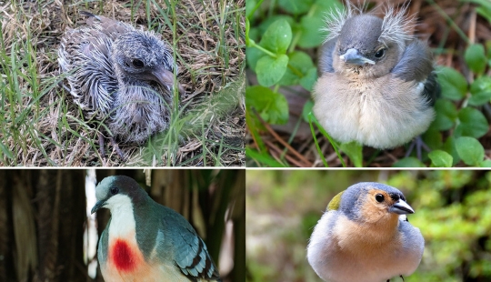 The Ugly Duckling and his 40 friends: what do the chicks of famous (and not so) birds look like