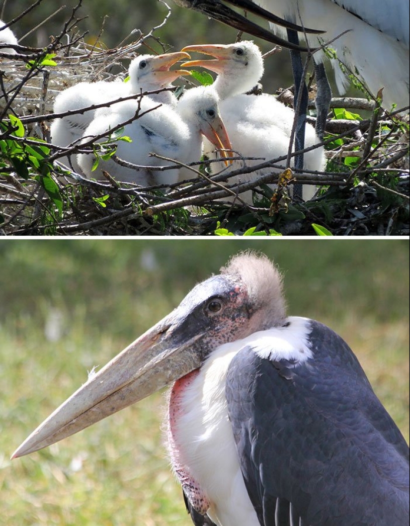 The Ugly Duckling and his 40 friends: what do the chicks of famous (and not so) birds look like