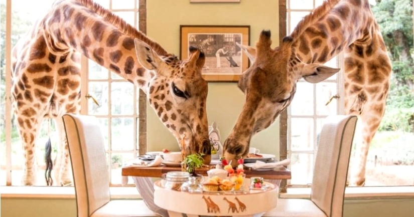 The unique Giraffe Manor Hotel offers giraffe dinners