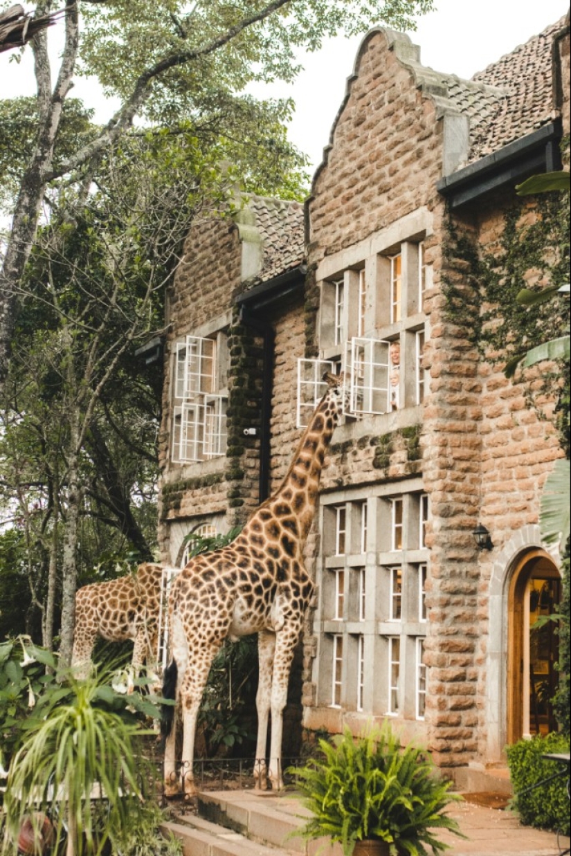 The unique Giraffe Manor Hotel offers giraffe dinners