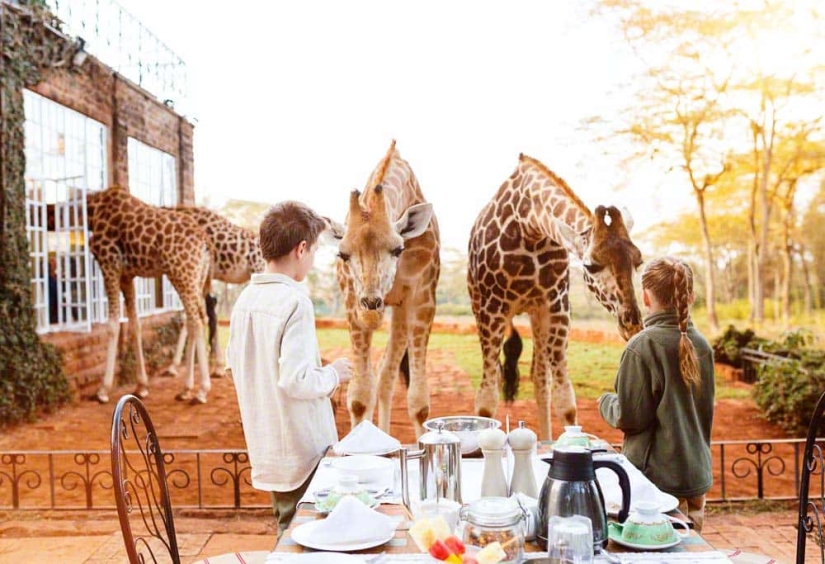 The unique Giraffe Manor Hotel offers giraffe dinners