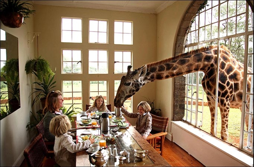 The unique Giraffe Manor Hotel offers giraffe dinners