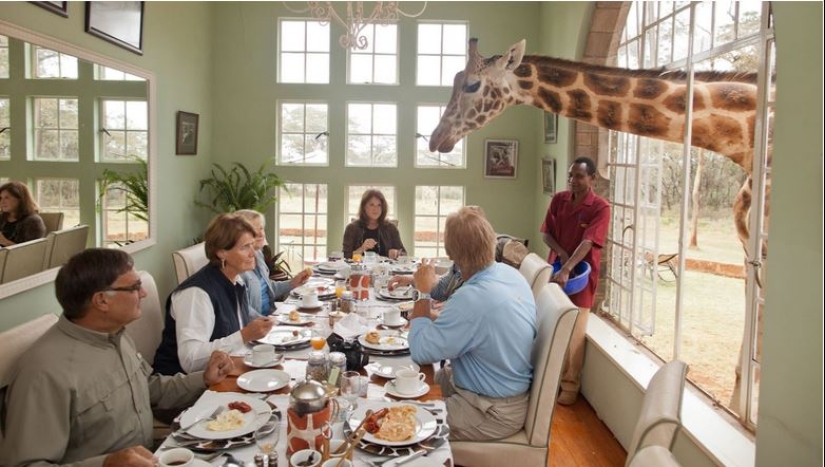 The unique Giraffe Manor Hotel offers giraffe dinners