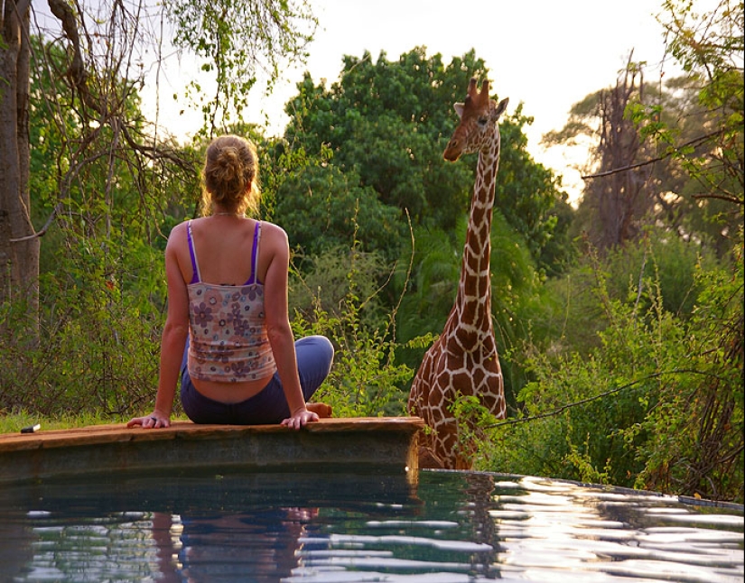 The unique Giraffe Manor Hotel offers giraffe dinners