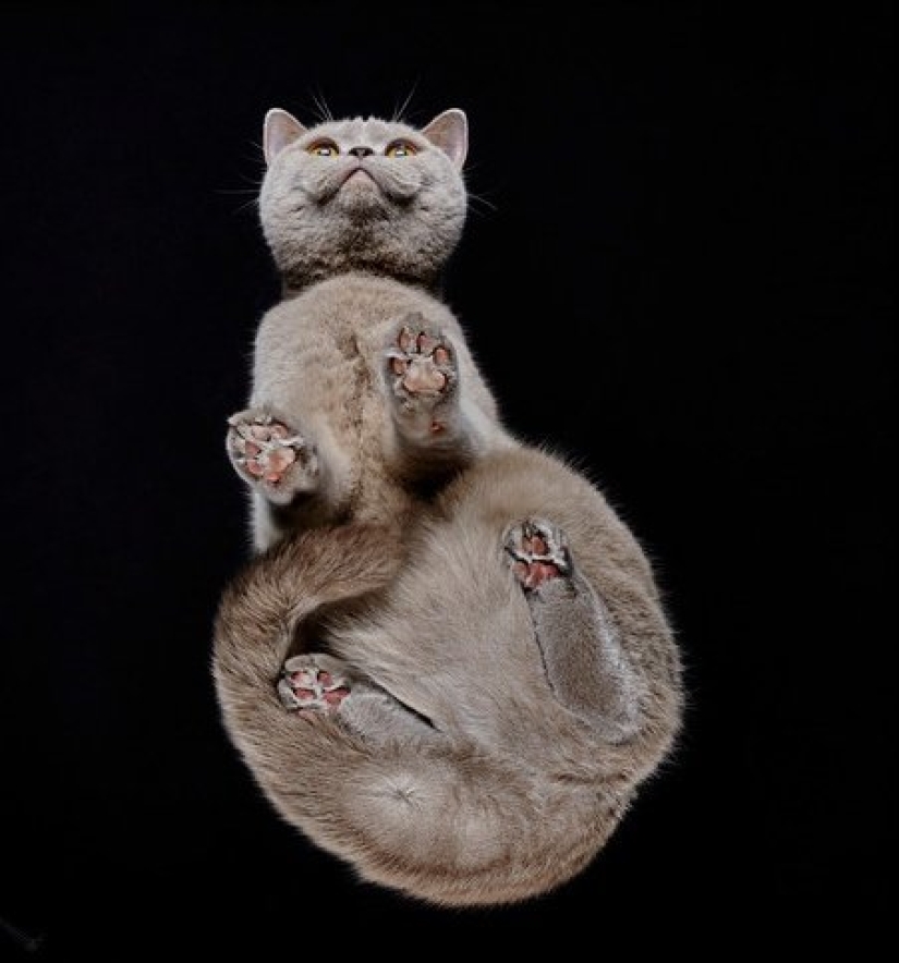 The view from below: a wonderful cat photos from an unusual angle