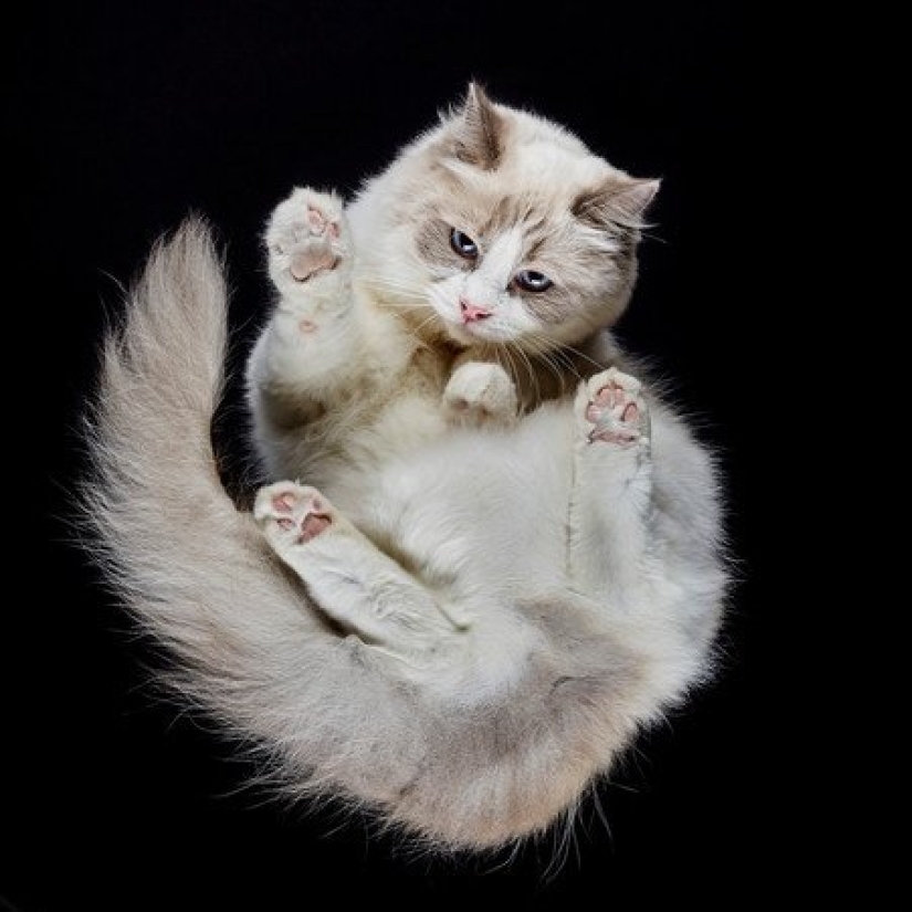 The view from below: a wonderful cat photos from an unusual angle