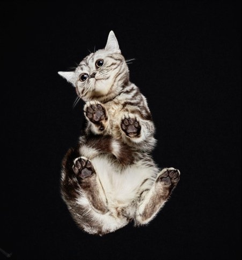 The view from below: a wonderful cat photos from an unusual angle