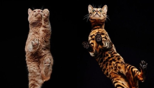 The view from below: a wonderful cat photos from an unusual angle