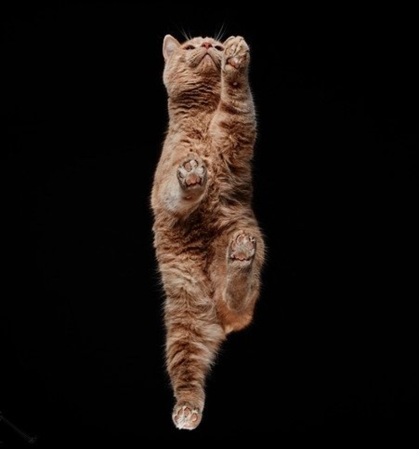 The view from below: a wonderful cat photos from an unusual angle